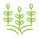 plants